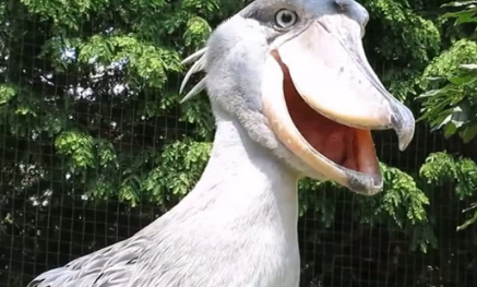 ������ͷ��������ʲô ��ͷ�ٵ�����ϰ����ʲô