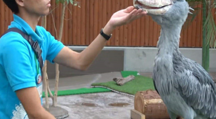 ������ͷ��������ʲô ��ͷ�ٵ�����ϰ����ʲô