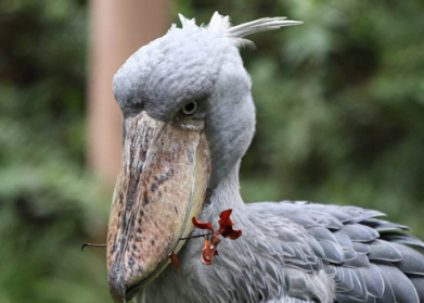 ������ͷ��������ʲô ��ͷ�ٵ�����ϰ����ʲô