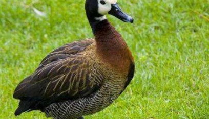 ������ͷ��������ʲô ��ͷ�ٵ�����ϰ����ʲô