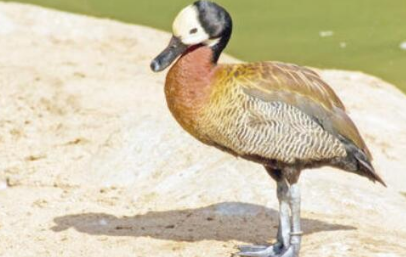 ������ͷ��������ʲô ��ͷ�ٵ�����ϰ����ʲô