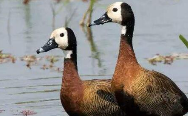 ������ͷ��������ʲô ��ͷ�ٵ�����ϰ����ʲô