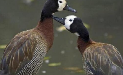 ������ͷ��������ʲô ��ͷ�ٵ�����ϰ����ʲô