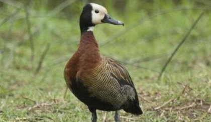 ������ͷ��������ʲô ��ͷ�ٵ�����ϰ����ʲô