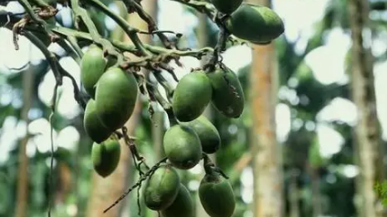 ���ƵĹ�Ч������ ���Ƶ�Ӫ����ֵ