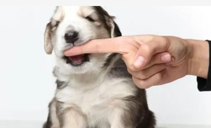 �ε��Լ�����ҧԤʾʲô ���������ε�����ҧ