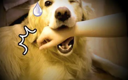 �ε��Լ�����ҧԤʾʲô ���������ε�����ҧ