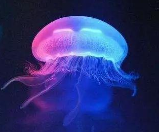 ��ȫ�Գ�����ʲôԢ�� ����Բ�������³�