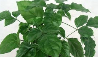 �̱����ķ�ˮ���úͰڷŽ��� �ʺϷſ������ˮ����