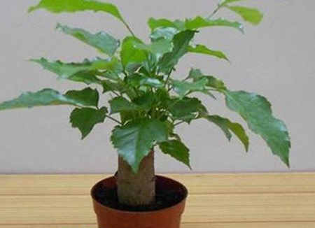 �̱����ķ�ˮ���úͰڷŽ��� �ʺϷſ������ˮ����