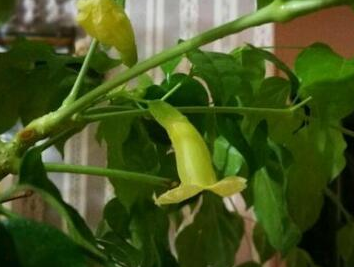 �̱����ķ�ˮ���úͰڷŽ��� �ʺϷſ������ˮ����