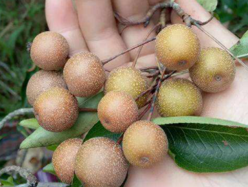 ������ˮ�������빦Ч �������ӵļ��ʷ���