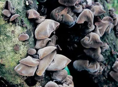 ľ�����ܺ���Щʳ��һ��� ��Щ�˲��˳Ժ�ľ��