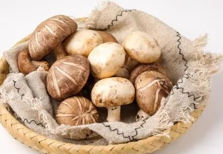 ����������ѵ�ʮ��ʳ�� 10ʳ�ﶼ��ʲô