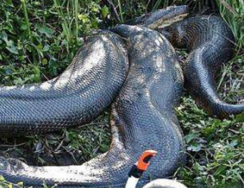 ����������� ����ѷɭ������֪������������