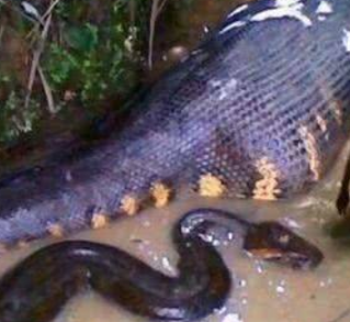 ����������� ����ѷɭ������֪������������