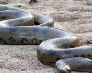 ����������� ����ѷɭ������֪������������