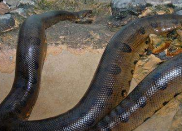 ����������� ����ѷɭ������֪������������