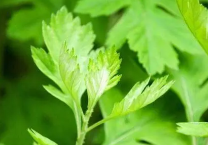 �������Ĺ�Ч������ �������ڴ���֮��