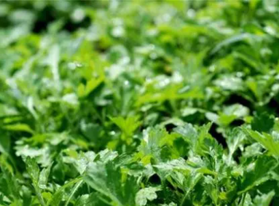 �������Ĺ�Ч������ �������ڴ���֮��