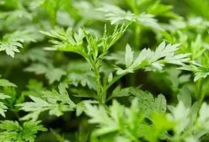 �������Ĺ�Ч������ �������ڴ���֮��