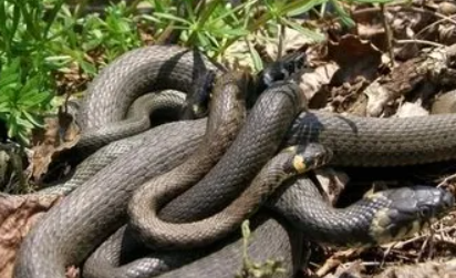 梦见一群蛇是好不好 梦见群蛇呆在家中赶不走