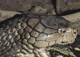 ����������� ����ѷɭ������֪������������