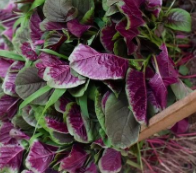 ���Ȳ˵Ĺ�Ч������ �ٽ�����������Ѫ��Ѫ