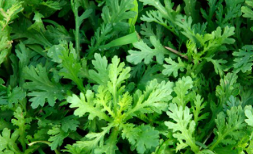 ��ĸ��ʲôʱ������ ���л�Ѫ�����Ĺ�Ч