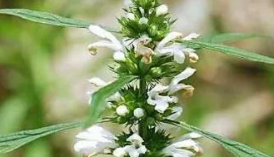 ��ĸ��ʲôʱ������ ���л�Ѫ�����Ĺ�Ч