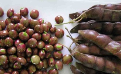 ľ���Ĺ�Ч������ �Ǻ���Ӫ���Ķ���