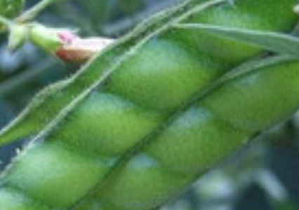 ľ���Ĺ�Ч������ �Ǻ���Ӫ���Ķ���