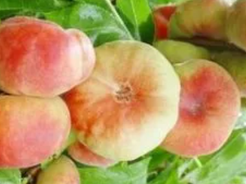 ��ҵĹ�Ч�븱���� Ӫ����ֵҲ����