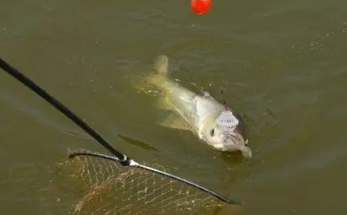 已婚男人梦见抓鱼是什么征兆 男人梦见抓到很多鱼的梦境解析