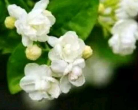 梦见歌厅小姐 上学的人意思是未能专心用功