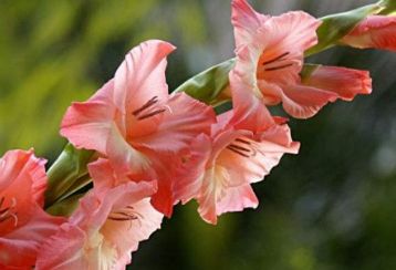 花的名字大全100种 不同地区适宜不同花卉生长