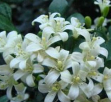 花的名字大全100种 不同地区适宜不同花卉生长