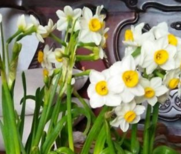 花的名字大全100种 不同地区适宜不同花卉生长