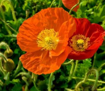 花的名字大全100种 不同地区适宜不同花卉生长