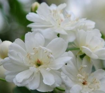 花的名字大全100种 不同地区适宜不同花卉生长