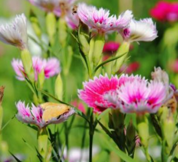 花的名字大全100种 不同地区适宜不同花卉生长