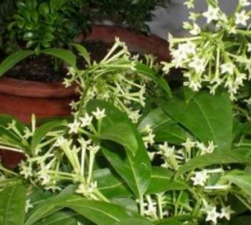 花的名字大全100种 不同地区适宜不同花卉生长