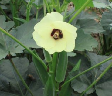 花的名字大全100种 不同地区适宜不同花卉生长