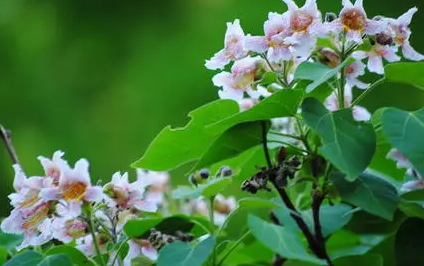 �������ҩ�ü�ֵ �Ĵ��ֵ��ʲô��