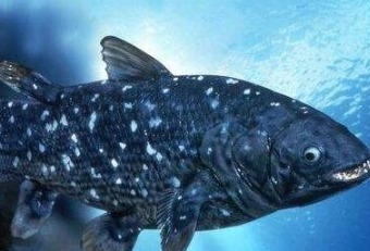 泥盆纪恐怖生物有哪些 当时最强的并不是鲨鱼