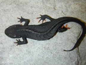 ����Ϳֲ���������Щ ��ʱ��ǿ�Ĳ���������