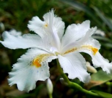 花的名字大全100种 不同地区适宜不同花卉生长