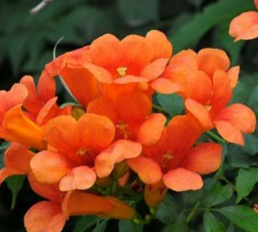 花的名字大全100种 不同地区适宜不同花卉生长