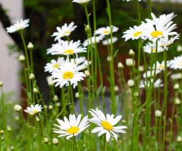 花的名字大全100种 不同地区适宜不同花卉生长