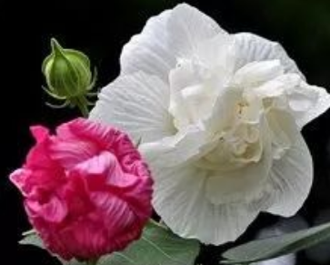 花的名字大全100种 不同地区适宜不同花卉生长